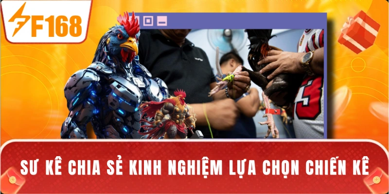 Sư kê chia sẻ kinh nghiệm lựa chọn chiến kê